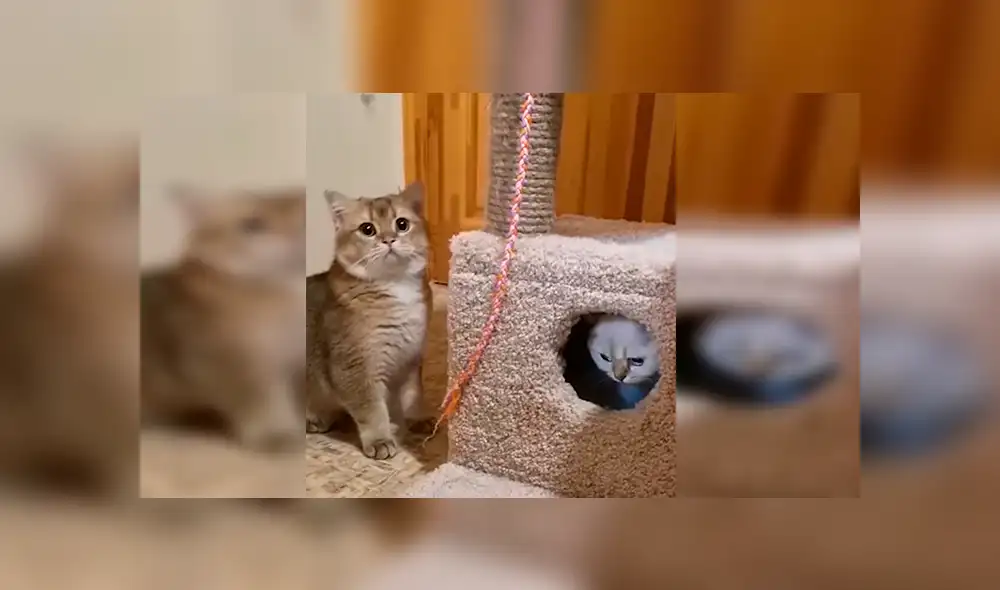 YouTube viral: gato se pone celoso de la nueva mascota de su dueño y lo encierra [VIDEO]