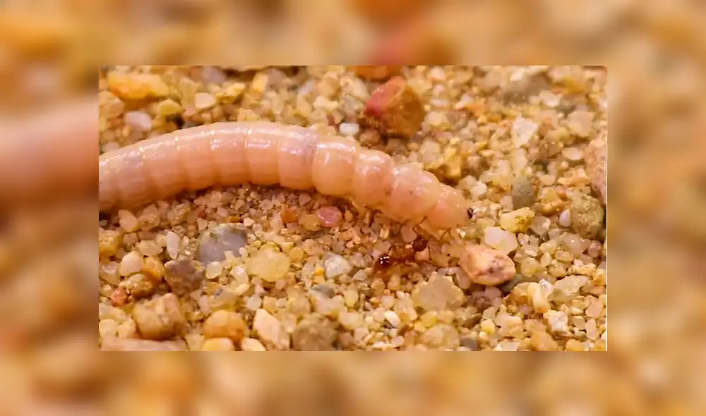 YouTube viral: supergusanos carnívoros y hormigas de fuego tienen enfrentamiento que causa furor en las redes [VIDEO]