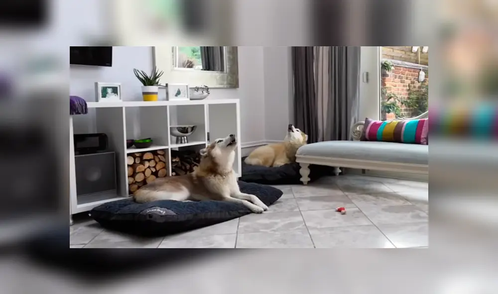 Un video muestra a un par de perros tratando de 'cantar' a escuchar a su amo tocar el saxofón. Un video muestra a un par de perros tratando de 'cantar' a escuchar a su amo tocar el saxofón.