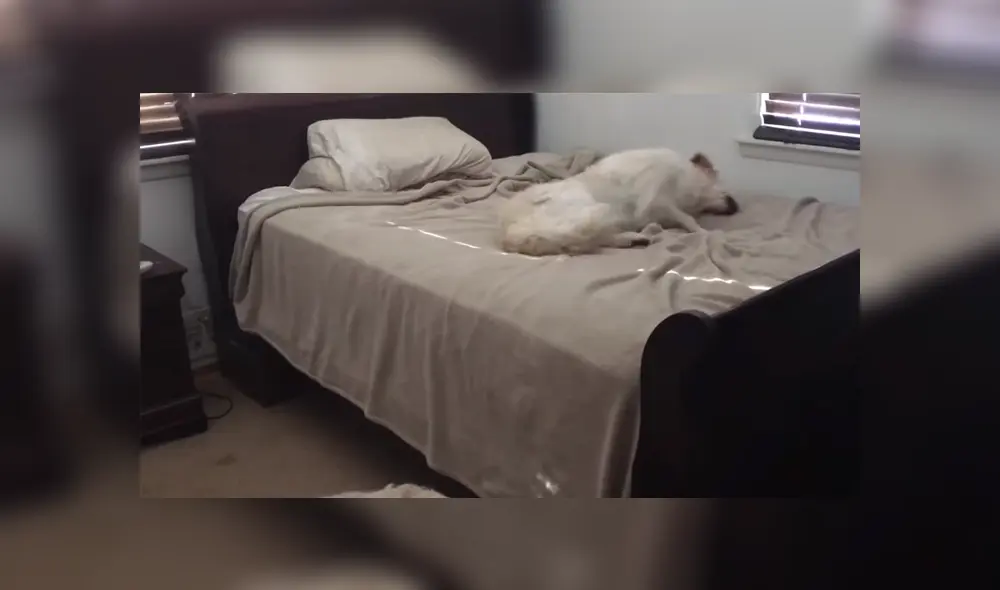 A través de YouTube se hizo viral la reacción de un perro al ser descubierto por su dueño en mitad de una travesura. A través de YouTube se hizo viral la reacción de un perro al ser descubierto por su dueño en mitad de una travesura.