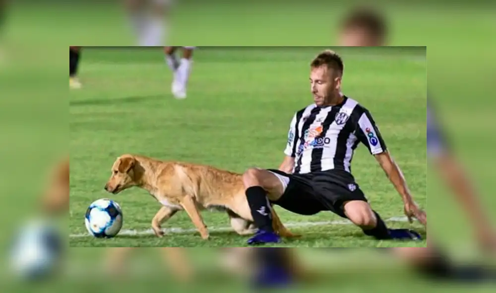 YouTube: un perro "comete falta" contra un jugador y se vuelve viral [VIDEO]
