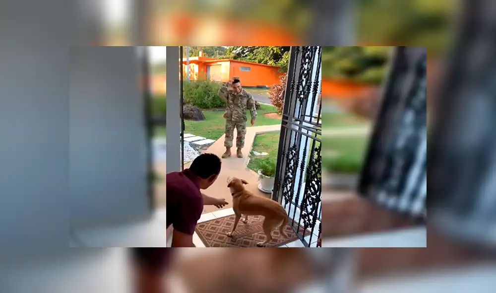 En YouTube, un joven militar retornó a su hogar tras meses de ausencia y recibió un tierno abrazo de su mascota. En YouTube, un joven militar retornó a su hogar tras meses de ausencia y recibió un tierno abrazo de su mascota.