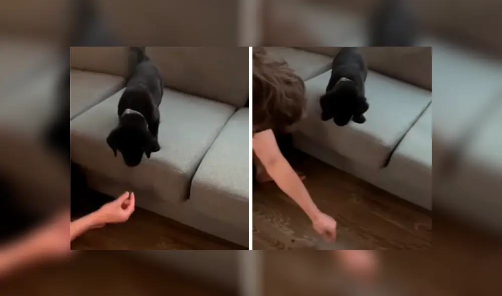 Desliza las imágenes hacia la izquierda para apreciar la noble acción de un joven para ayudar a su perro bebé. Foto: Captura. Desliza las imágenes hacia la izquierda para apreciar la noble acción de un joven para ayudar a su perro bebé. Foto: Captura.