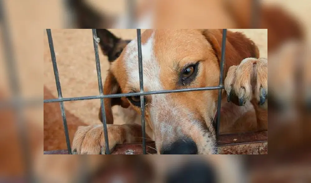 Joven deja morir en un garaje a los perros que le había encargado su abuela con cáncer