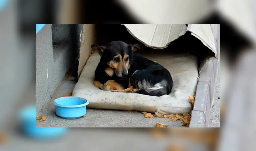 Roban almohada a perro que vivía en la calle y genera críticas en redes sociales [VIDEO]