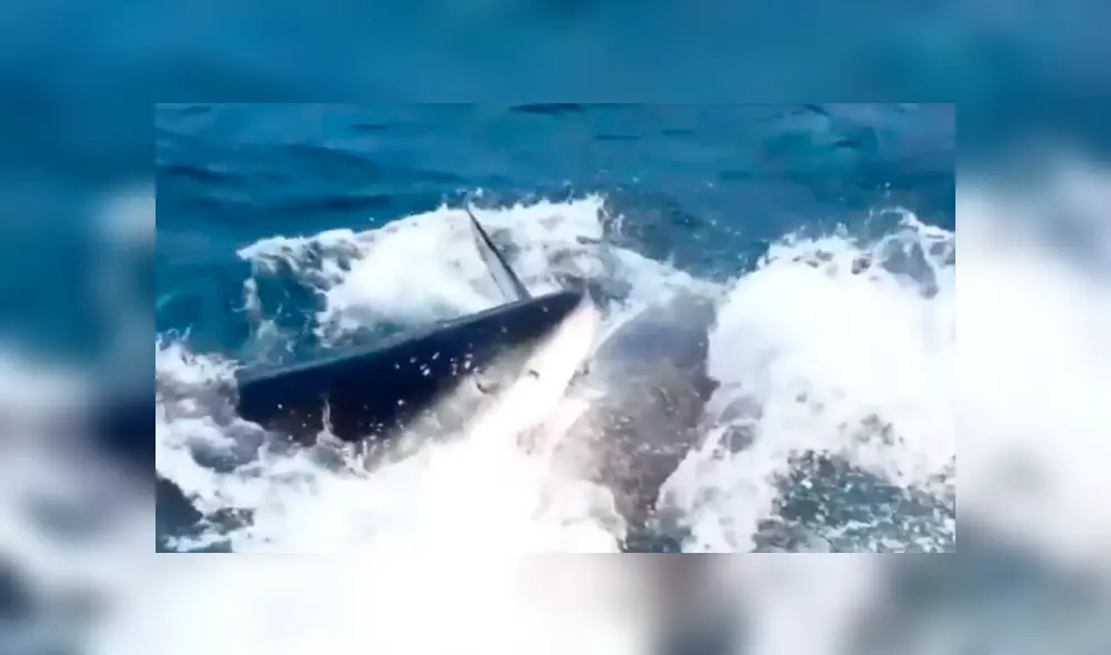 Un video muestra como dos tiburones protagonizan un insólito acto de canibalismo. Un video muestra como dos tiburones protagonizan un insólito acto de canibalismo.