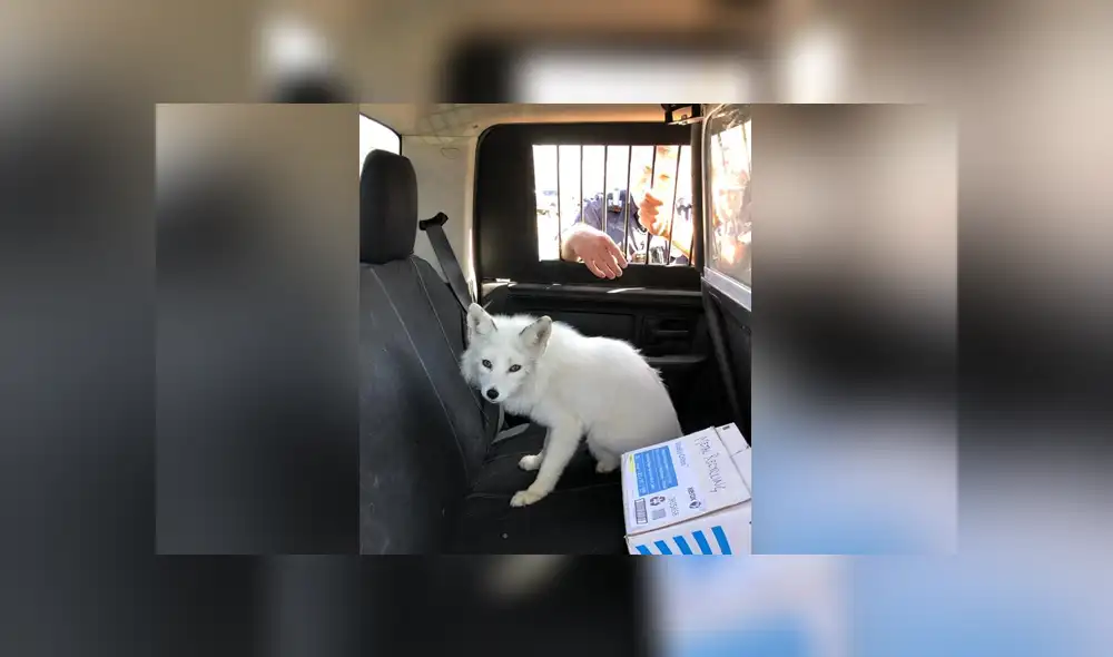 A través de Facebook se hizo viral las imágenes de un supuesto 'perro', el cual acabó siendo un zorro salvaje.