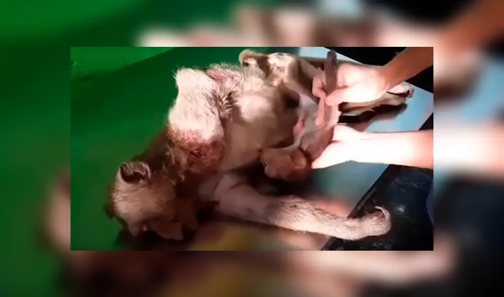 Una emotiva escena mostró como un pequeño mono no quiso despegarse del cuerpo de su madre fallecida. Una emotiva escena mostró como un pequeño mono no quiso despegarse del cuerpo de su madre fallecida.