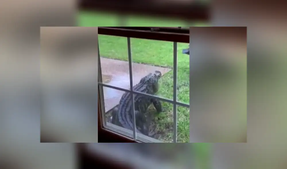 A través de Facebook se hizo viral el momento en que un cocodrilo aparece en un jardín. A través de Facebook se hizo viral el momento en que un cocodrilo aparece en un jardín.