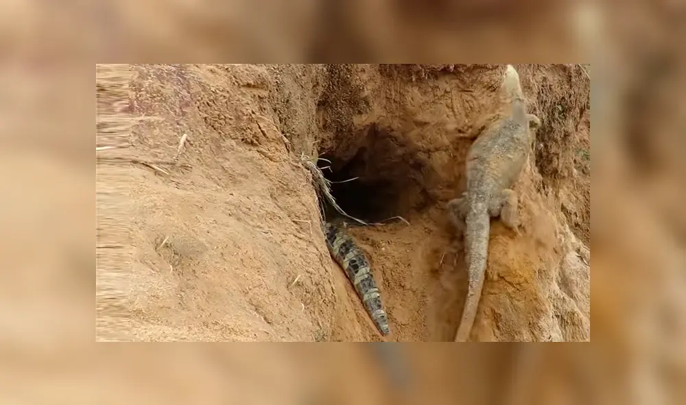 YouTube viral: cocodrilo se apodera de los huevos de un dragón de komodo luego de una brutal pelea