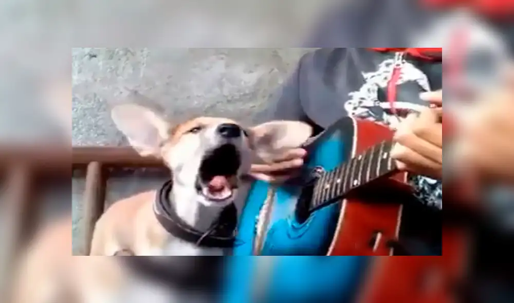 Facebook viral: niño prepara tierna serenata con su perro y conmueven a usuarios [VIDEO]