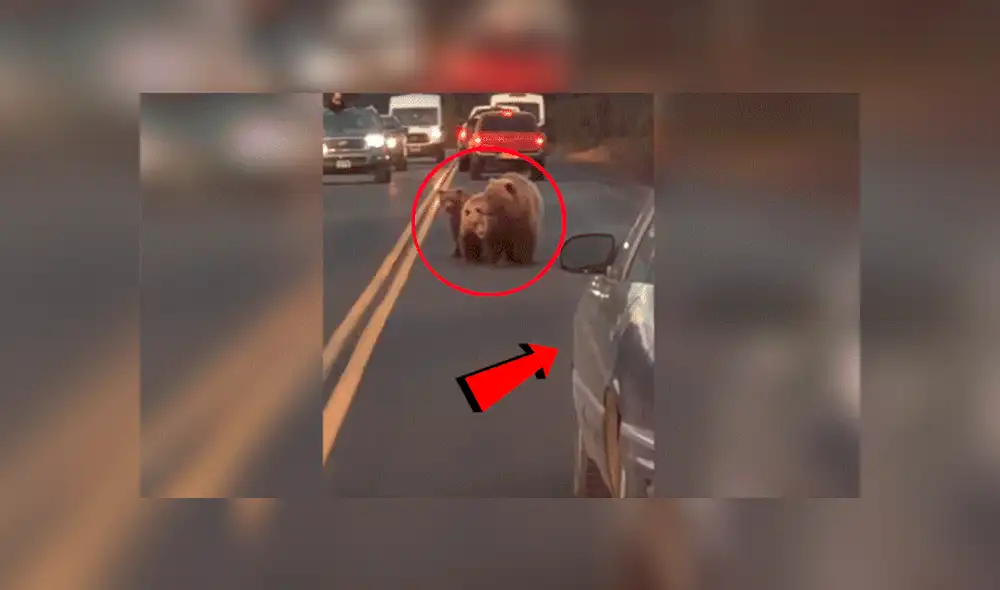 YouTube viral: Conductor es acechado por gigantesco oso en autopista y ocurre aterrador momento [VIDEO]