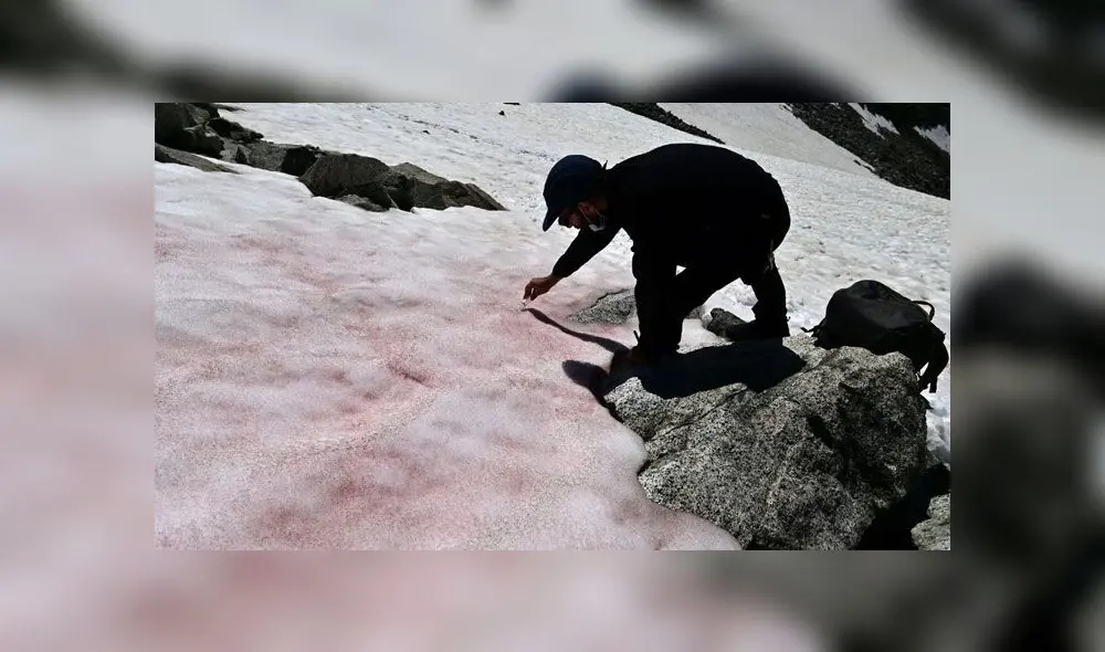 Científico Biagio di Mauro toma una muestra del hielo rosado en el glaciar Presena. Foto: AFP. Científico Biagio di Mauro toma una muestra del hielo rosado en el glaciar Presena. Foto: AFP.