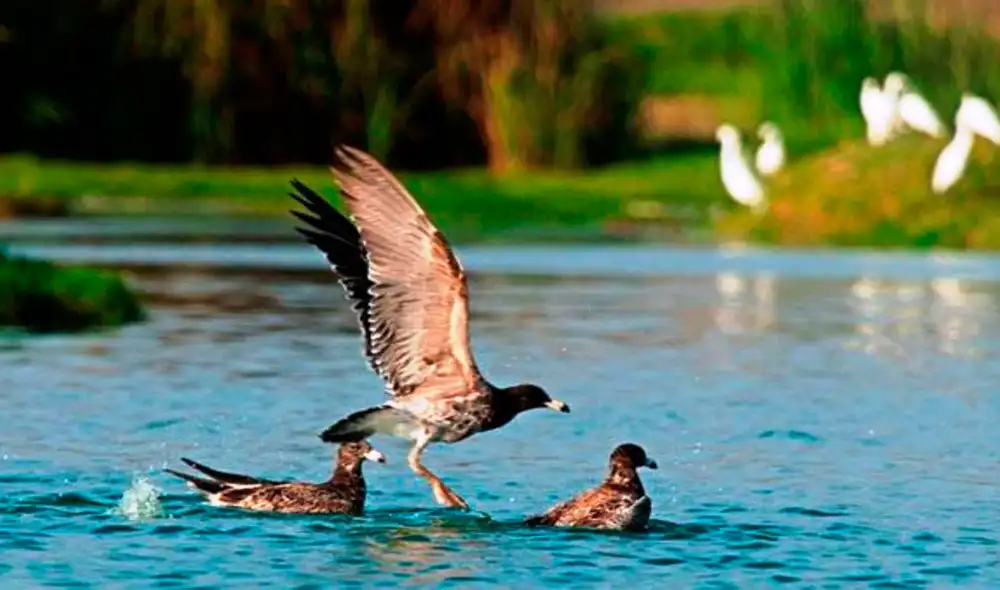 La comuna limeña se comprometió a seguir trabajando en pro del medio ambiente. Foto: Andina