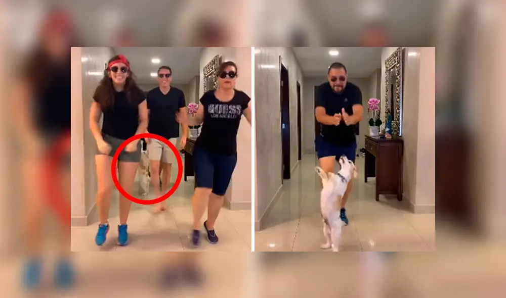 Desliza las imágenes hacia la izquierda para apreciar los impresionantes movimientos de un pequeño perro. Desliza las imágenes hacia la izquierda para apreciar los impresionantes movimientos de un pequeño perro.