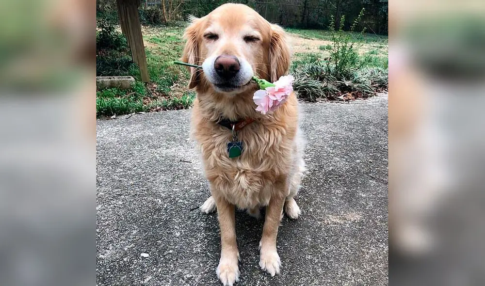 Desliza las imágenes para conocer el amoroso gesto de una mujer para recordar a su fiel mascota. Foto: Instagram Desliza las imágenes para conocer el amoroso gesto de una mujer para recordar a su fiel mascota. Foto: Instagram