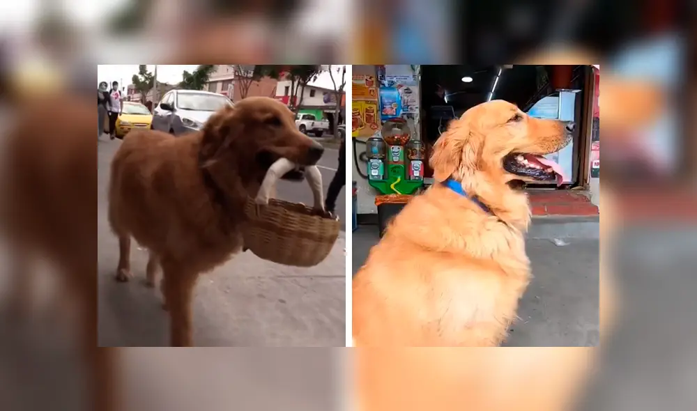 Desliza las imágenes para saber la historia de Zeus, un perro que acude a las tiendas y ayuda en casa. Foto: Primer Impacto.