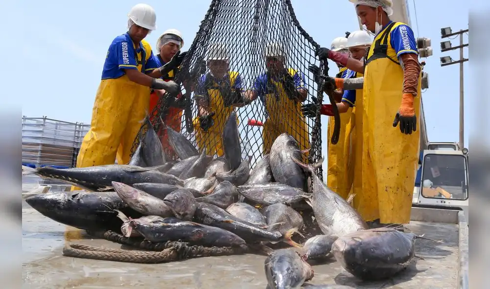 SNI alerta que peligran 5 mil puestos de empleo en la industria atunera del país