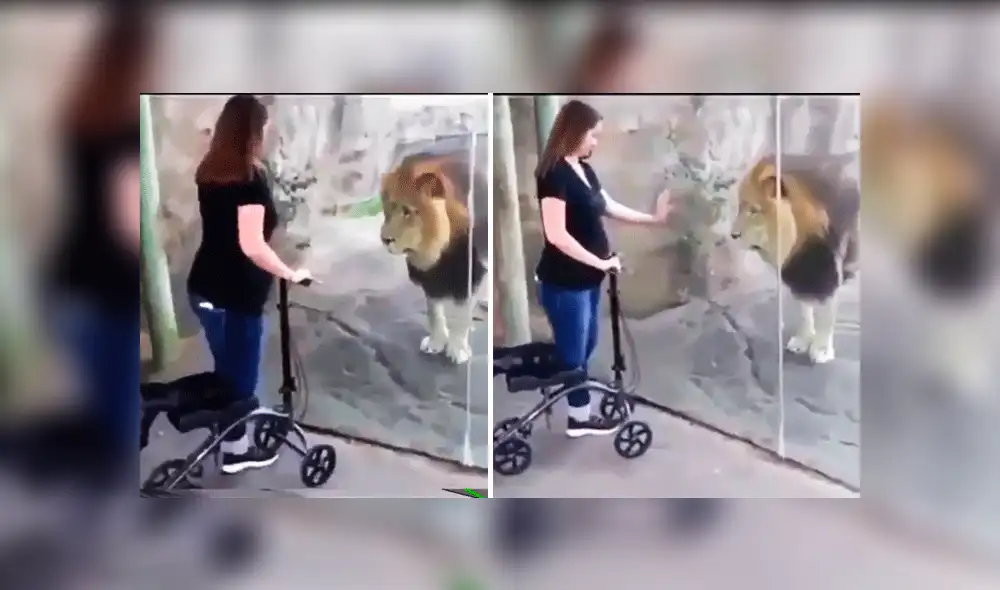 Facebook: fiero león ve a mujer embarazada y su reacción asombra VIDEO]