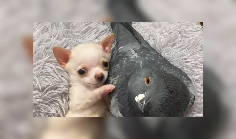 Desliza para ver las adorables fotos del perro y la paloma que tocaron el corazón de miles en YouTube. Foto: The Mia Foundation.