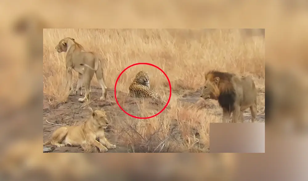 Leones rodean a leopardo para matarlo y el impensado final sorprendente a todos [VIDEO]