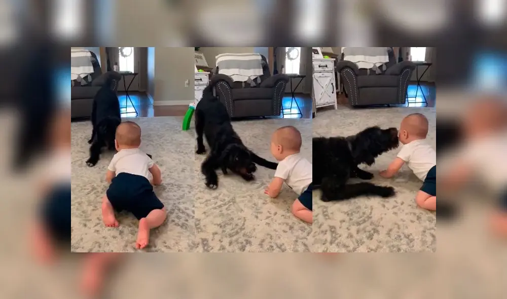 Desliza las imágenes para ver la divertida escena que protagonizó un perro junto al bebé de su dueña. Foto: Storyful Rights Management Desliza las imágenes para ver la divertida escena que protagonizó un perro junto al bebé de su dueña. Foto: Storyful Rights Management