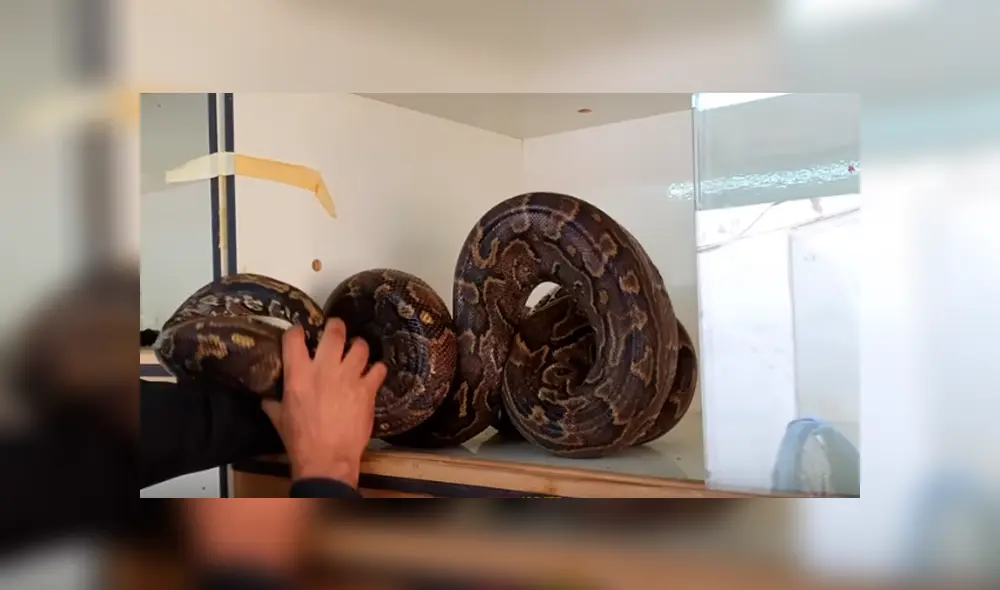 Desliza hacia la izquierda para el ataque de la serpiente al hombre. Escena viral de Facebook. Desliza hacia la izquierda para el ataque de la serpiente al hombre. Escena viral de Facebook.