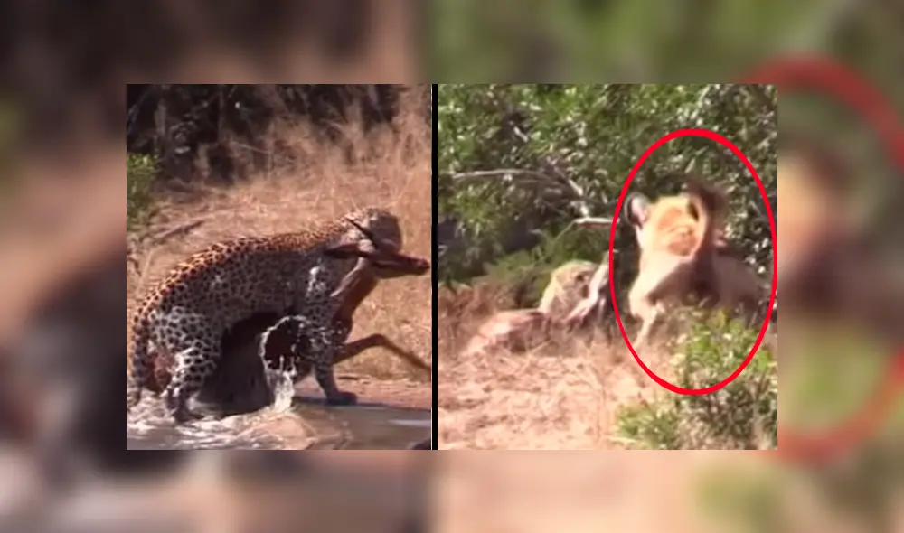 Feroz leopardo ataca a su presa, sin imaginar que una hambrienta hiena lo atacaría a traición [VIDEO] 