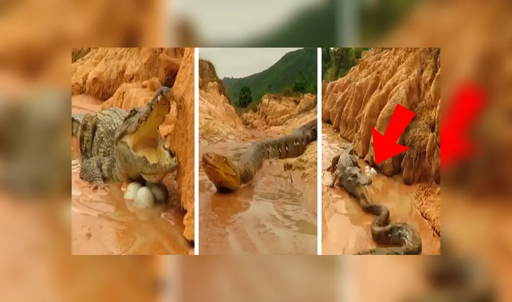 YouTube viral: mamá cocodrilo defiende a sus crías del ataque de una temible anaconda 