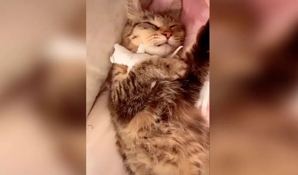 Desliza las imágenes para conocer la conmovedora historia de una gatita que perdió a su bebé y recibió el apoyo de su dueña. Foto: captura de TikTok