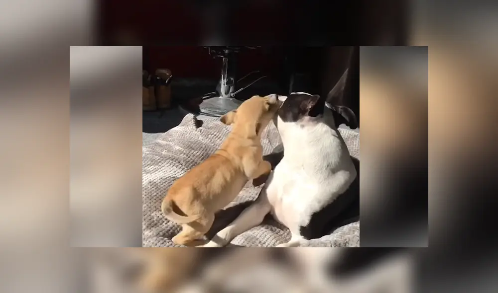 El perro se se encarga de cuidar a todos los pequeños canes que llegan al refugio donde vive. Foto: YouTube El perro se se encarga de cuidar a todos los pequeños canes que llegan al refugio donde vive. Foto: YouTube