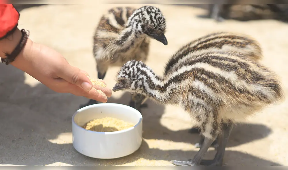 Nace la primera camada de emúes australianos en tiempos de pandemia, en el zoocriadero de Pimentel. (Foto: Clinton Medina). Nace la primera camada de emúes australianos en tiempos de pandemia, en el zoocriadero de Pimentel. (Foto: Clinton Medina).