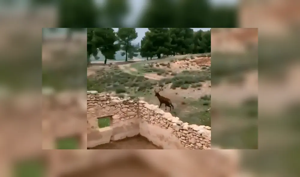 Los deportistas andaban por el lugar y no dudaron parar para rescatar al ciervo. Foto: Captura/Youtube