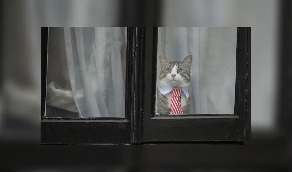 Wikileaks rechaza que Assange haya usado a gato para espiar embajada de Ecuador [FOTOS]