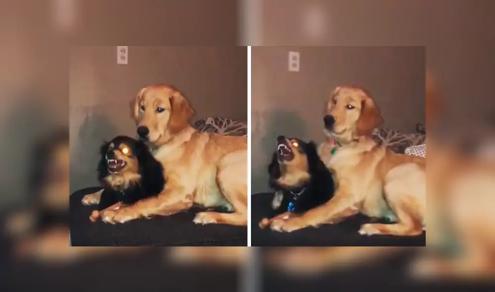 Desliza las imágenes hacia la izquierda para observar la inesperada acción de un perro para calmar a su ‘compañera’. Desliza las imágenes hacia la izquierda para observar la inesperada acción de un perro para calmar a su ‘compañera’.