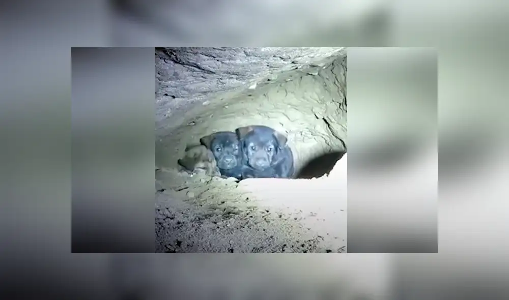 Vía Facebook. Los cachorros fueron encontrados en una cueva y llevados a un refugio de animales. Vía Facebook. Los cachorros fueron encontrados en una cueva y llevados a un refugio de animales.