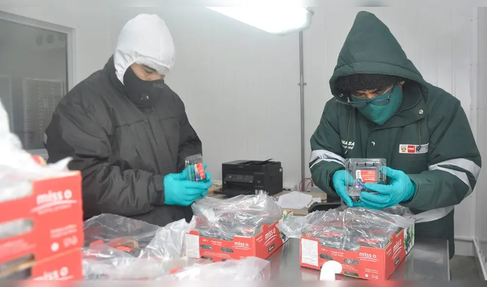 Senasa certificó arándanos