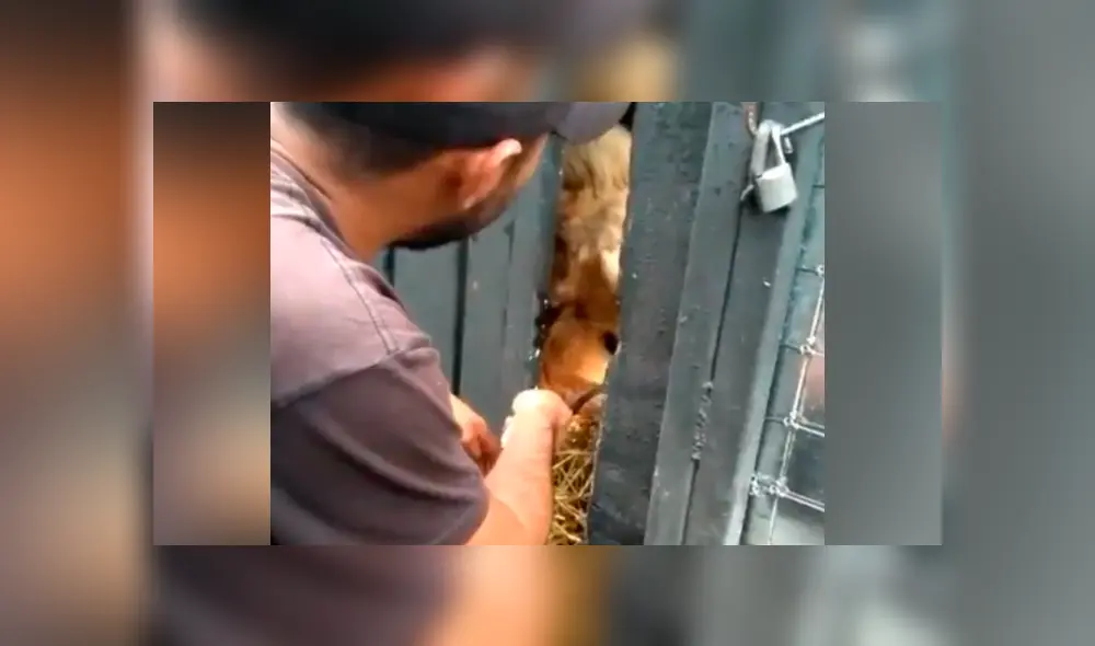 Un video viral de YouTube registró el momento en que un novato cuidador de leones alimenta a uno de los depredadores.