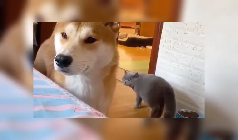 Desliza a la izquierda para conocer más sobre este nuevo video viral de YouTube. Foto: Captura. Desliza a la izquierda para conocer más sobre este nuevo video viral de YouTube. Foto: Captura.