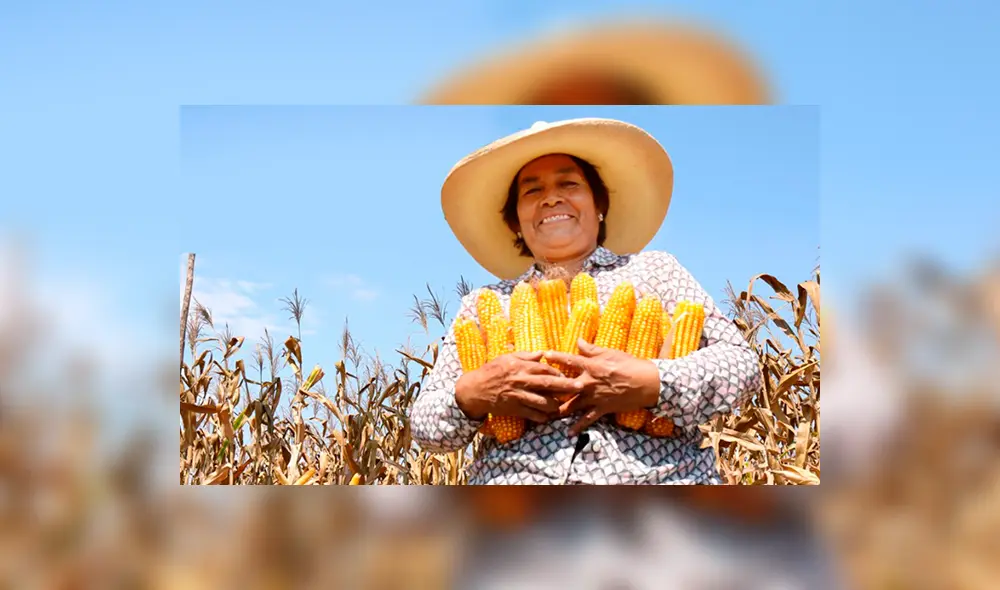 Agricultura, maíz. Foto: Andina Agricultura, maíz. Foto: Andina