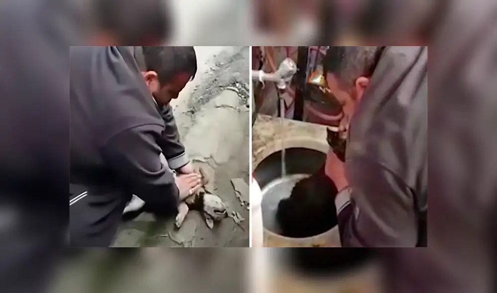 YouTube viral: perrito se atraganta con salchicha y “héroe” le hace respiración boca a boca para salvarlo [VIDEO] 