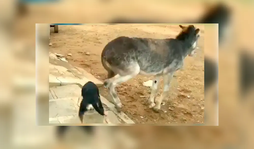 Vía Facebook. Menudo perro intentó ahuyentar al asno sin esperar la intempestiva respuesta por parte de este
