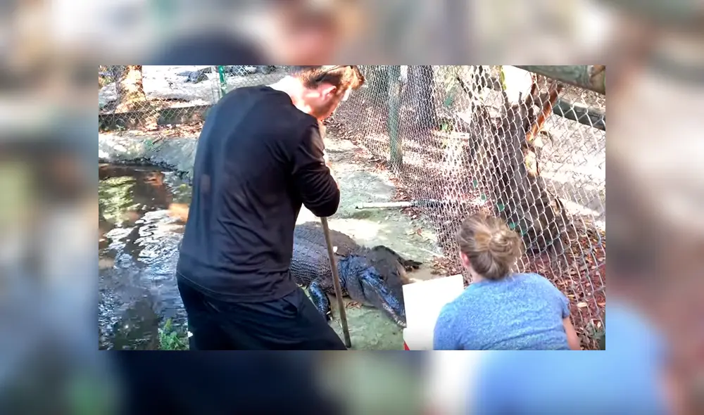 Desliza hacia la izquierda para ver lo que pasó con los jóvenes que ingresaron a un recinto de cocodrilos y se volvió viral en YouTube.