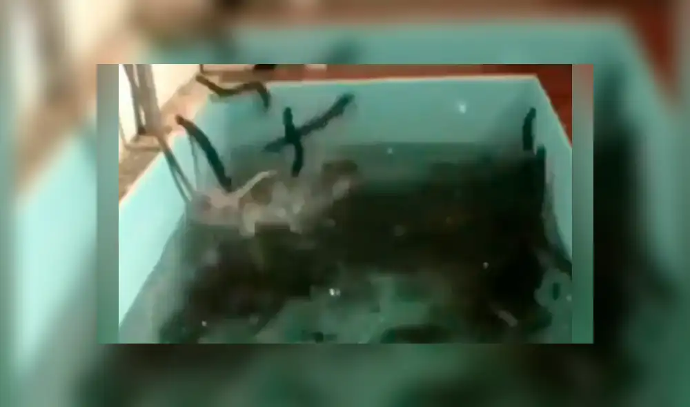 YouTube viral: arroja sal a pozo de agua y cientos de misteriosas ‘criaturas’ emergen de las profundidades YouTube viral: arroja sal a pozo de agua y cientos de misteriosas ‘criaturas’ emergen de las profundidades