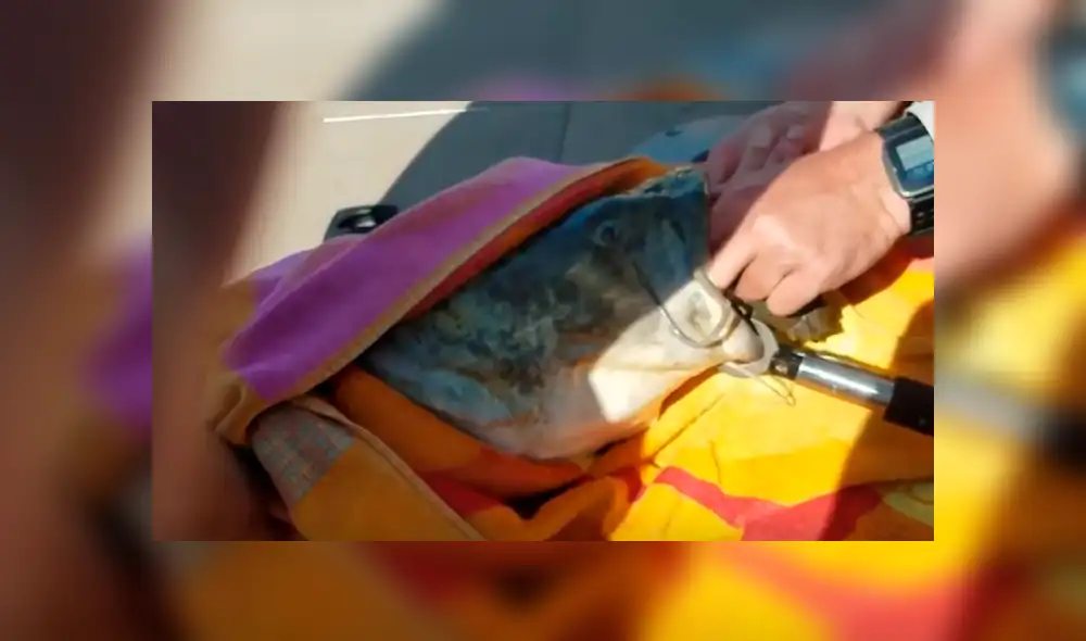 YouTube viral: gigantesco 'pez gato' aparece y encuentran increíble criatura en su interior [VIDEO]