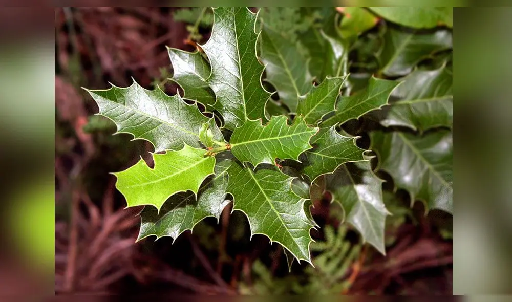 Remedios caseros para la gastritis