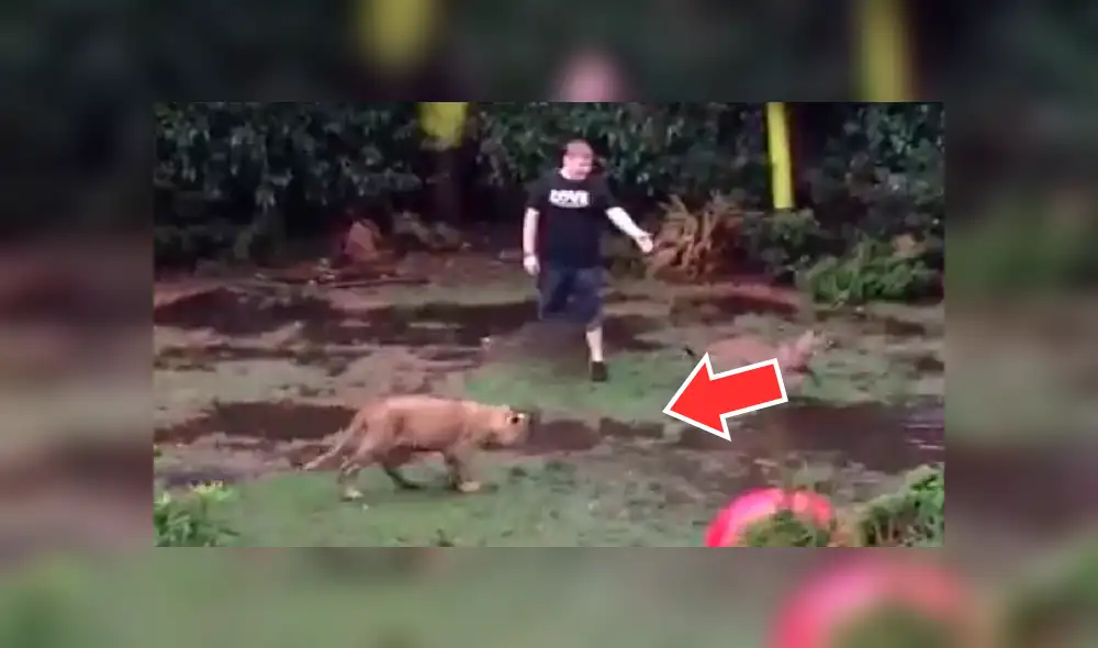 YouTube viral: extranjero ingresa a felinario, sin imaginar la reacción que tendrían las fieras [VIDEO]