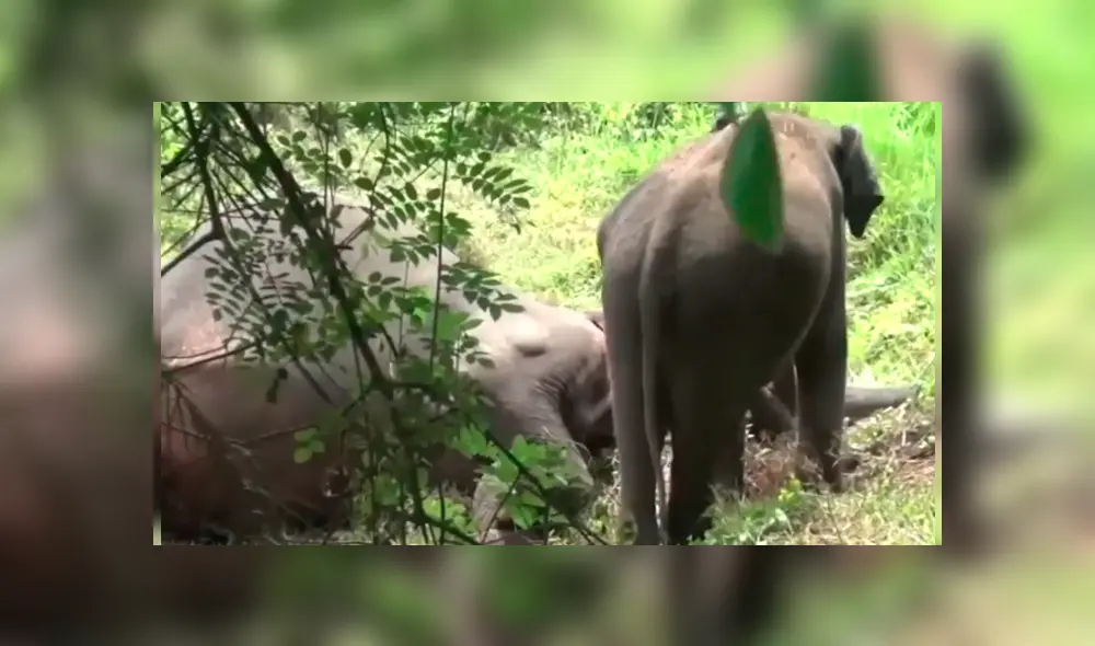 La impactante escena fue registrada en una conmovedora grabación que ha dado la vuelta al mundo La impactante escena fue registrada en una conmovedora grabación que ha dado la vuelta al mundo