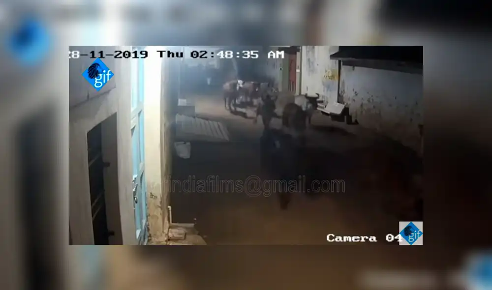 YouTube viral: cámara de seguridad capta el feroz ataque de leonas cazadoras en medio de una ciudad YouTube viral: cámara de seguridad capta el feroz ataque de leonas cazadoras en medio de una ciudad