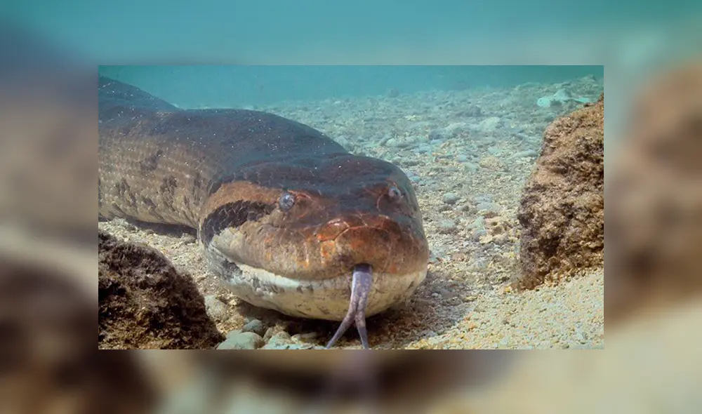 YouTube viral: final de la brutal pelea entre anaconda y cocodrilo deja en shock a usuarios [VIDEO]